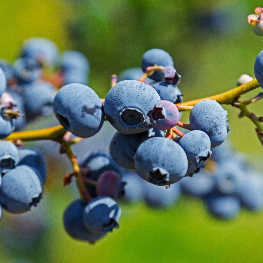 Blueberries