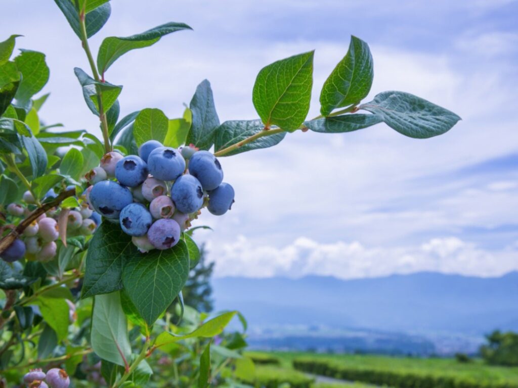 Rabbiteye Blueberries